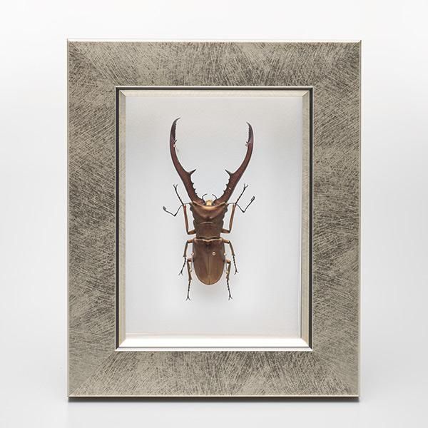 75mm】チリクワガタ メタリフェルホソアカクワガタ Wild 昆虫標本 75mm