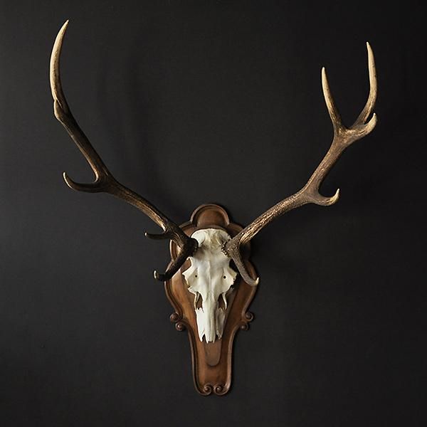 ハンティングトロフィー・アカシカ/フランスアンティーク雑貨 【Sibora】