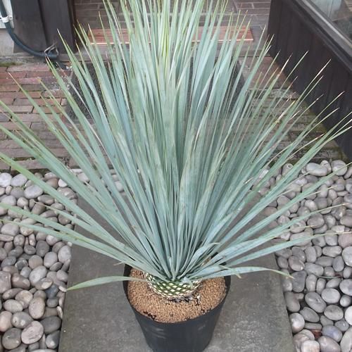 ユッカ・ロストラータ 8号 90cm - 植物と暮らす m-plant