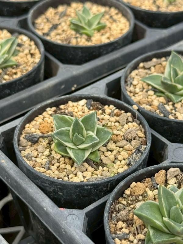 アガベ「ピンキー」