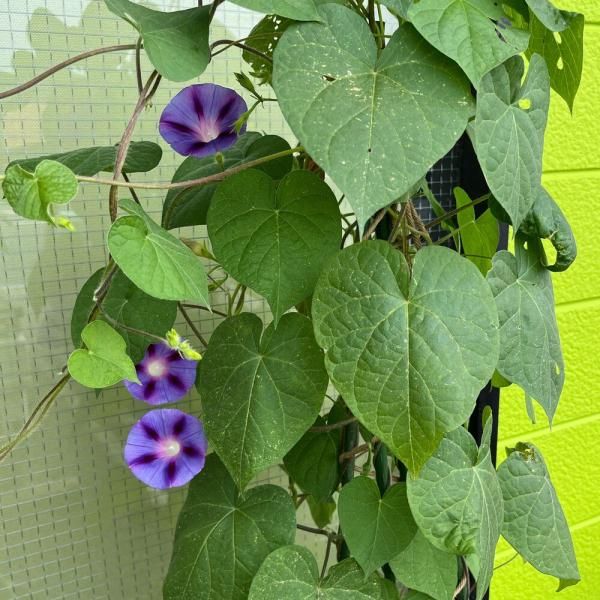 朝顔 ミックスカラーの有機種子の販売｜グリーンマーケット