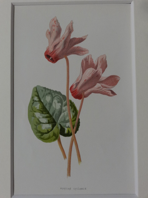 ボタニカルアート,PERSIAN CYCLAMEN,シクラメン