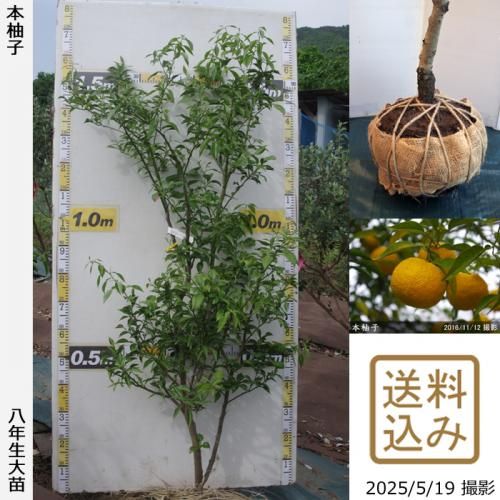 本柚子実付実績 - 果樹苗木・成木通販の 特等大苗専門店 すだ農園@京都亀岡