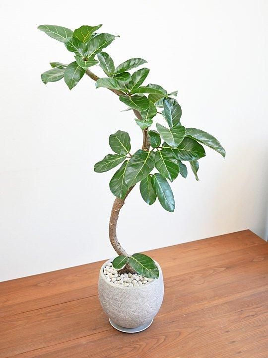 フィカス・アフリカンプリンス 022402 販売・通販 ［詳細ページ