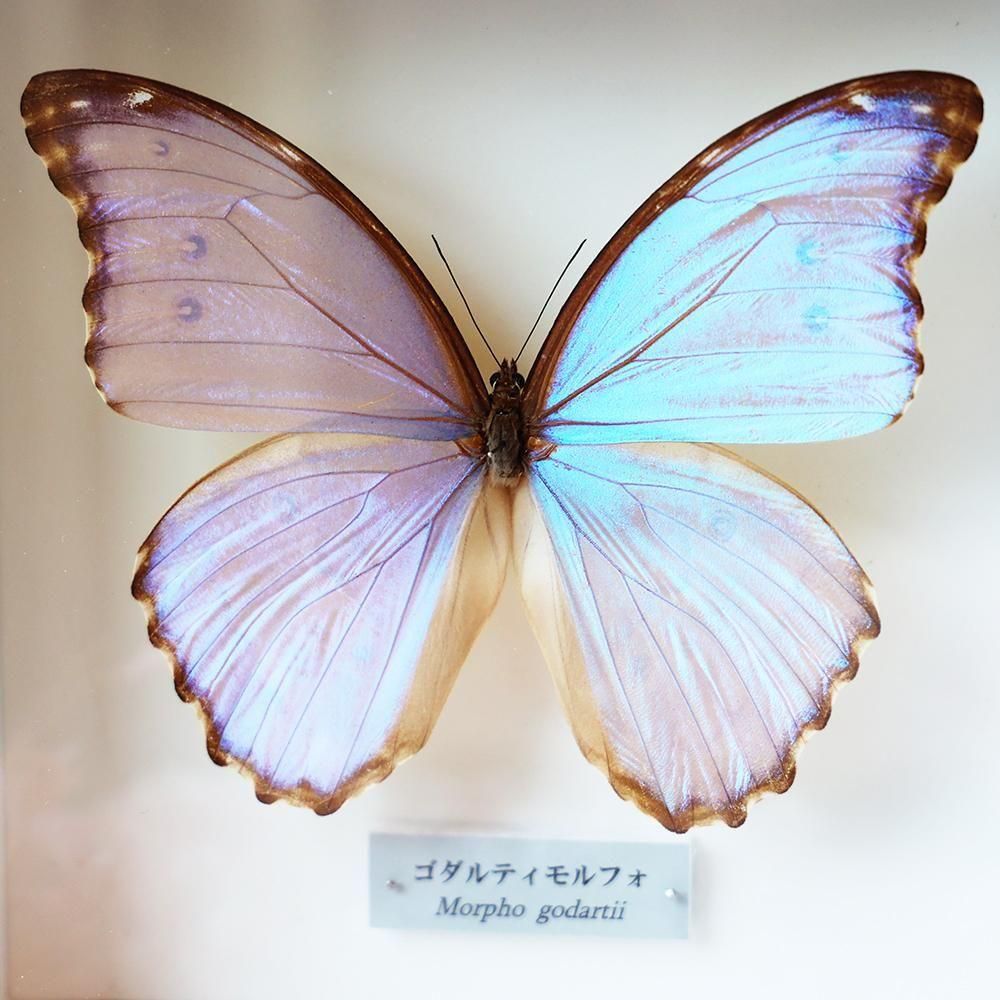 蝶標本「ゴダルティモルフォ」 - 海福雑貨通販部