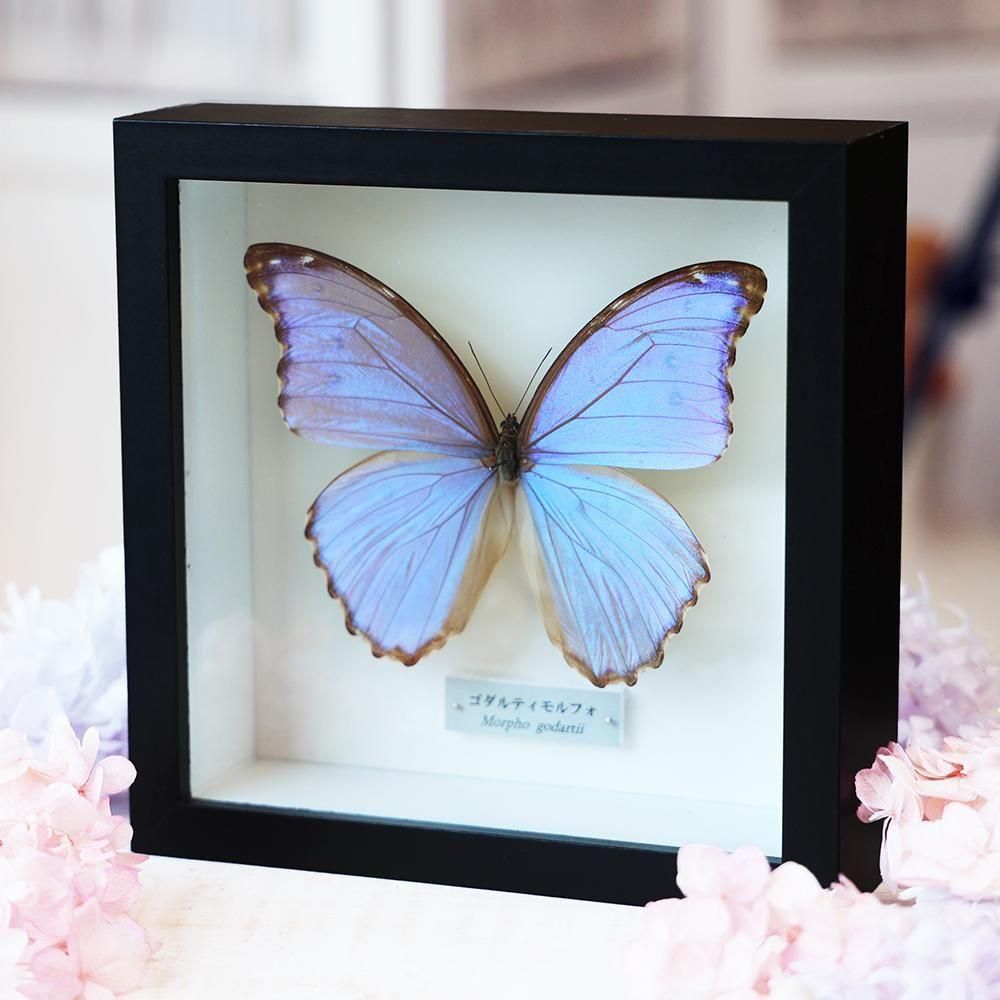 蝶標本「ゴダルティモルフォ」 - 海福雑貨通販部