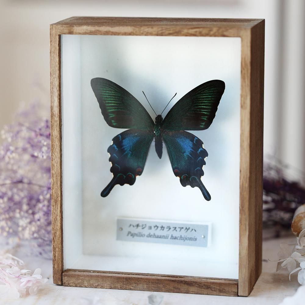 蝶標本「ハチジョウカラスアゲハ」 - 海福雑貨通販部