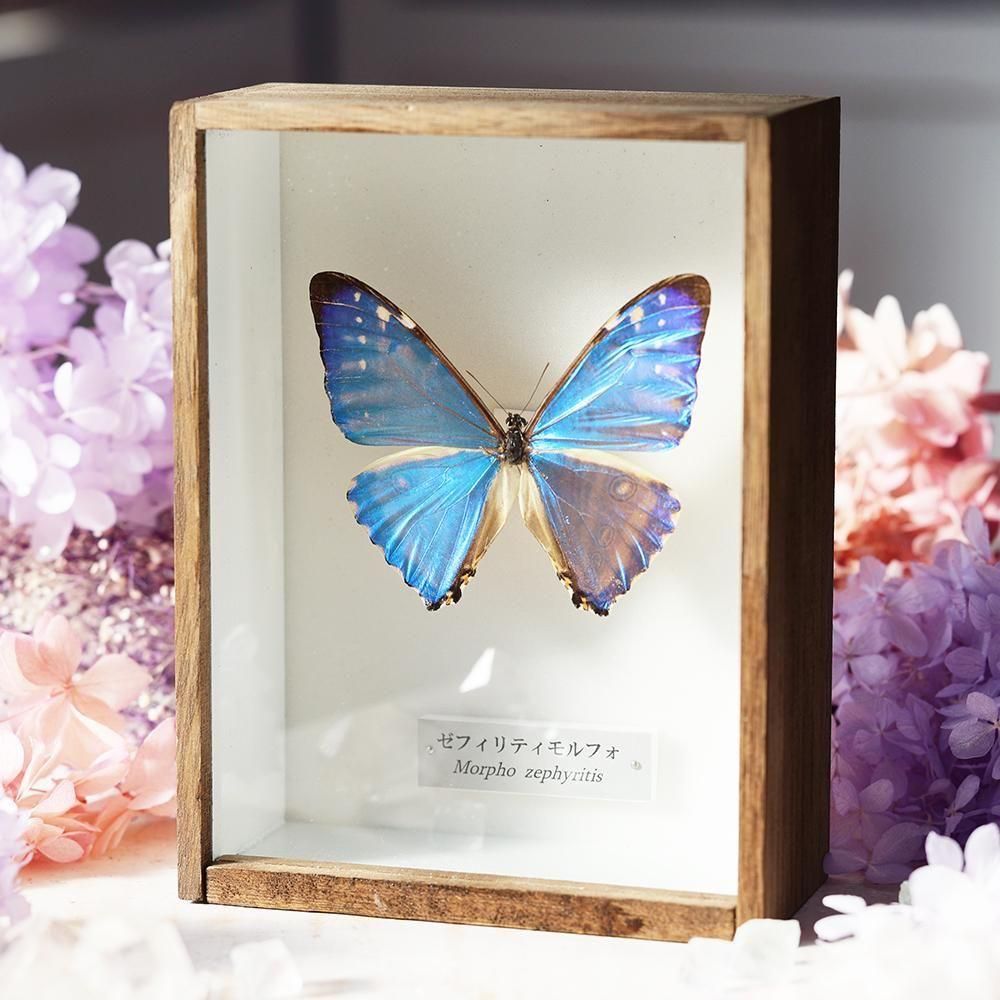 蝶標本「ゼフィリティモルフォ」 - 海福雑貨通販部