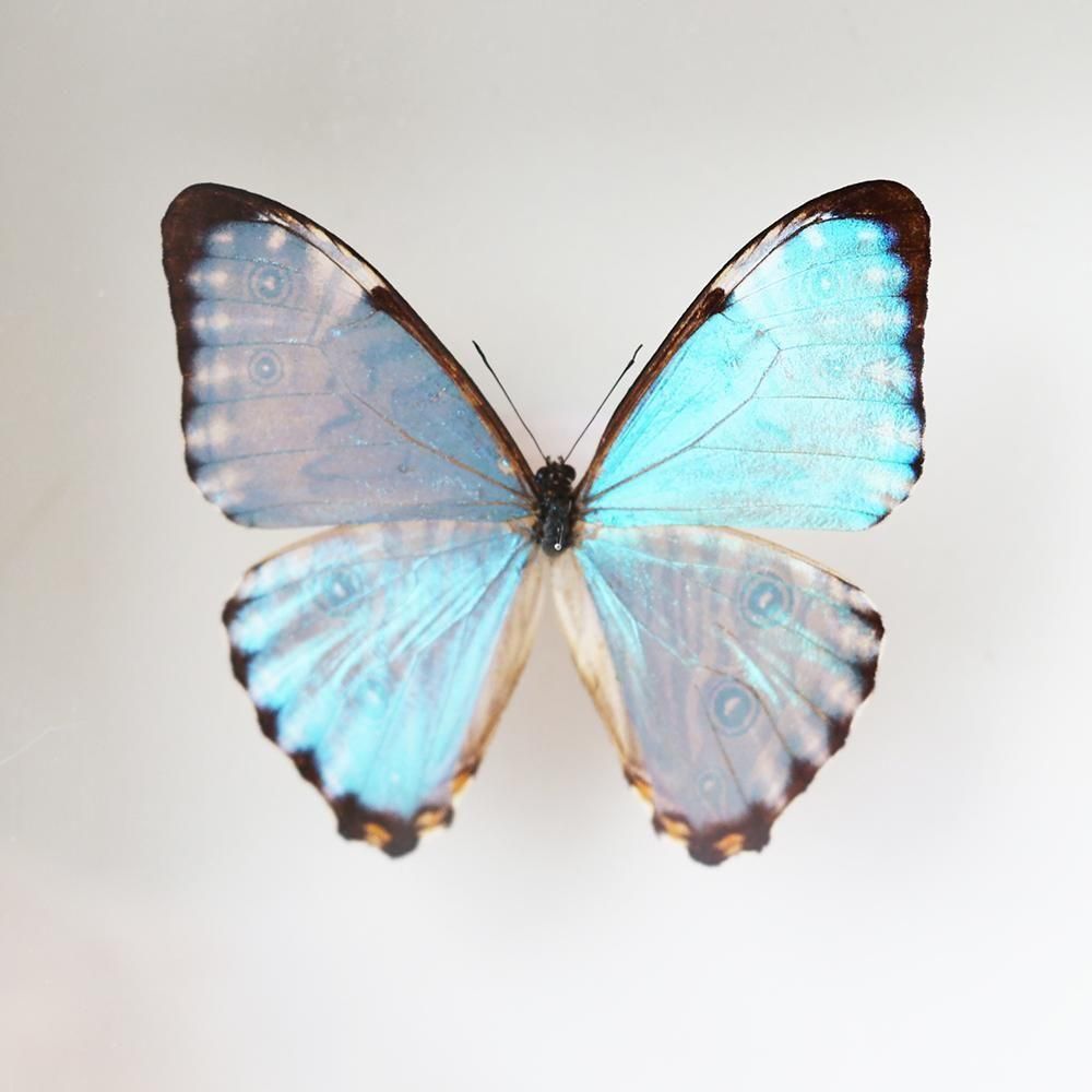 蝶標本「ポルティスモルフォ」 - 海福雑貨通販部