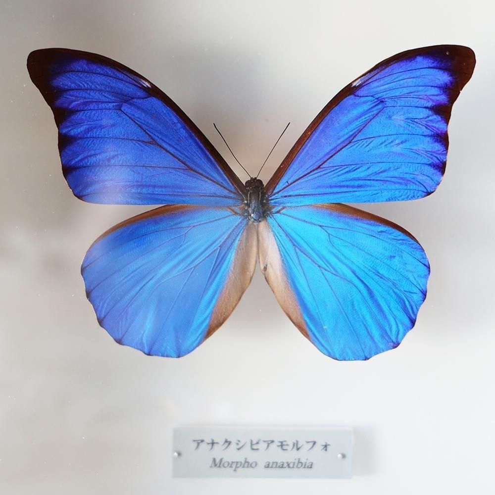 蝶標本「アナクシビアモルフォ」 - 海福雑貨通販部
