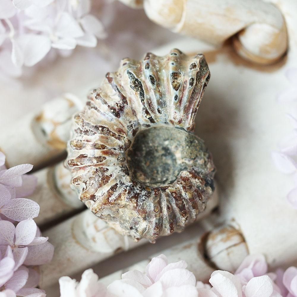 アンモナイト化石 - 海福雑貨通販部