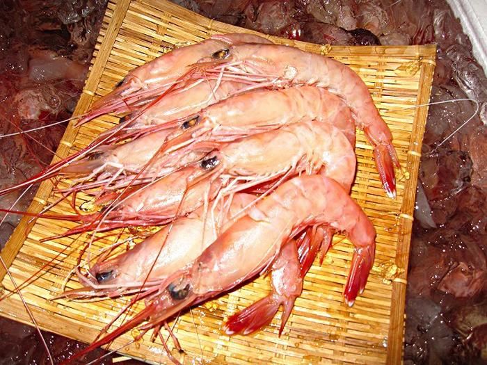 2パックまで】鹿児島県阿久根産天然薩摩甘えび・有頭たかえび（500g