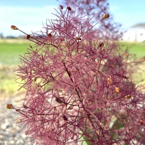 スモークツリー 苗木 グレース 13.5cmポット苗 3年生苗 スモークツリー