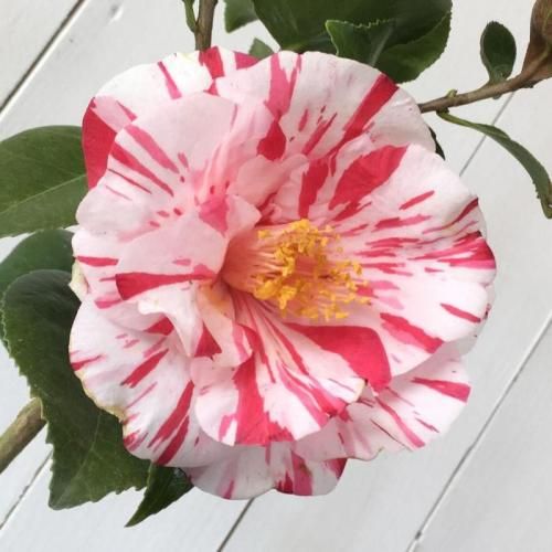 椿 苗木 蝦夷錦 13.5cmポット苗 3年生苗 えぞにしき ツバキ 苗 つばき