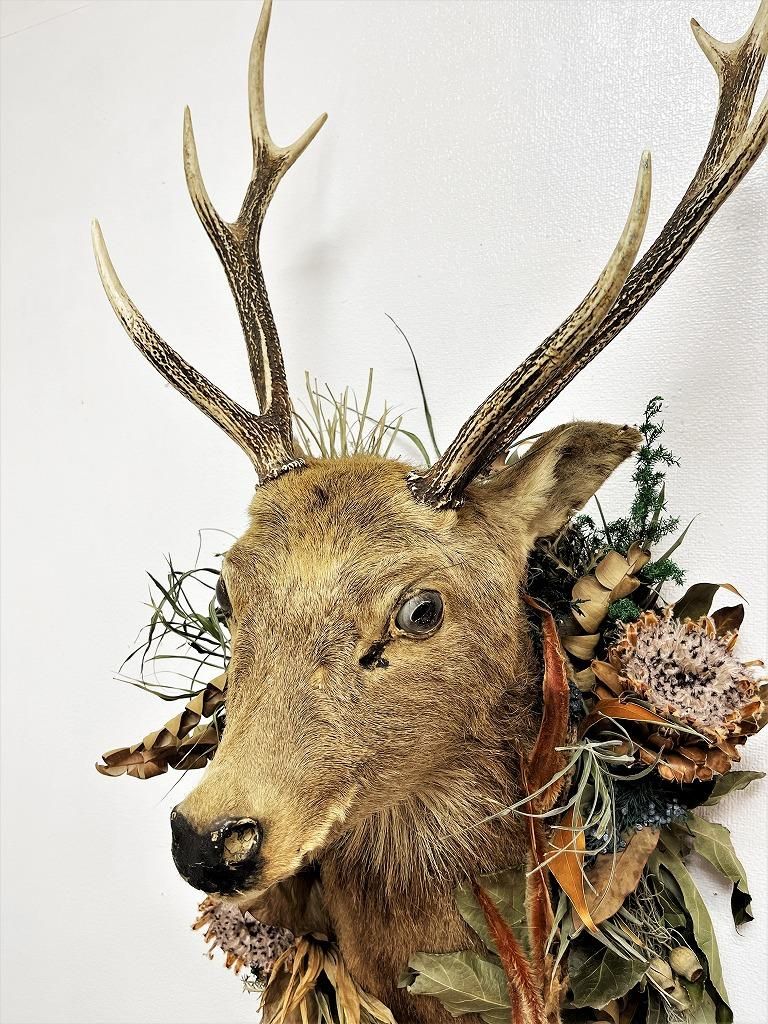 ノロジカハンティングトロフィー頭骨鹿の角剥製アンティーク雑貨チーク