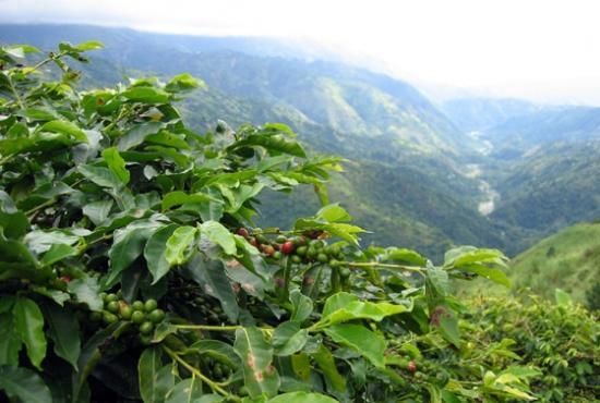 ジャマイカブルーマウンテンNo.1 | #12316; - 松屋珈琲〜コーヒー生豆