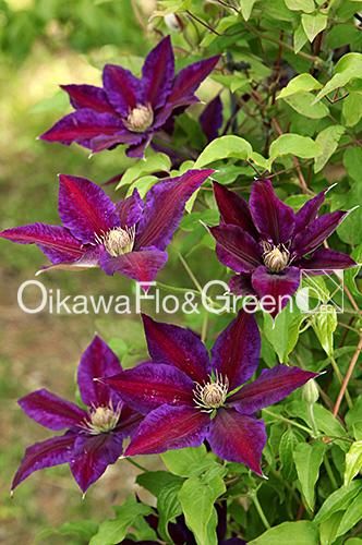 クレマチス専門ナーセリー 及川フラグリーン ブラック・ティー