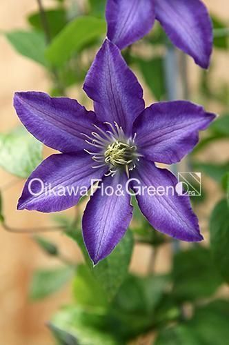 クレマチス専門ナーセリー 及川フラグリーン ミステリー・トレイン