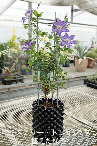 クレマチス専門ナーセリー 及川フラグリーン ルートプラスポット 7号鉢