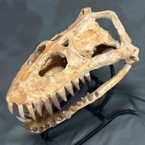 即納☆発掘証明書☆プレシオサウルス スカル 化石☆海生爬虫類 頭骨