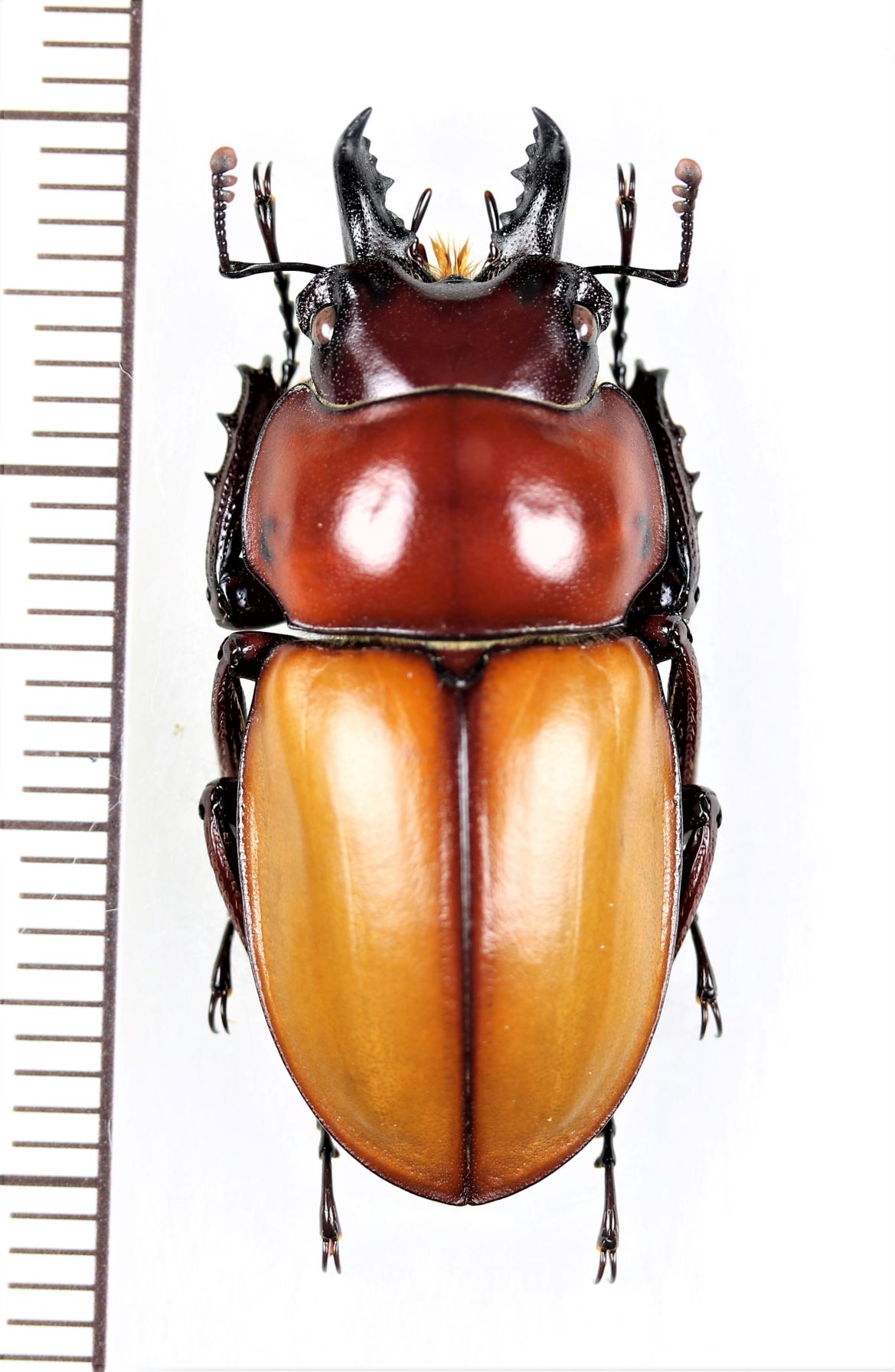 石垣 チャイロマルバネ ペア ☆成虫ペア 未使用☆ チャイロ