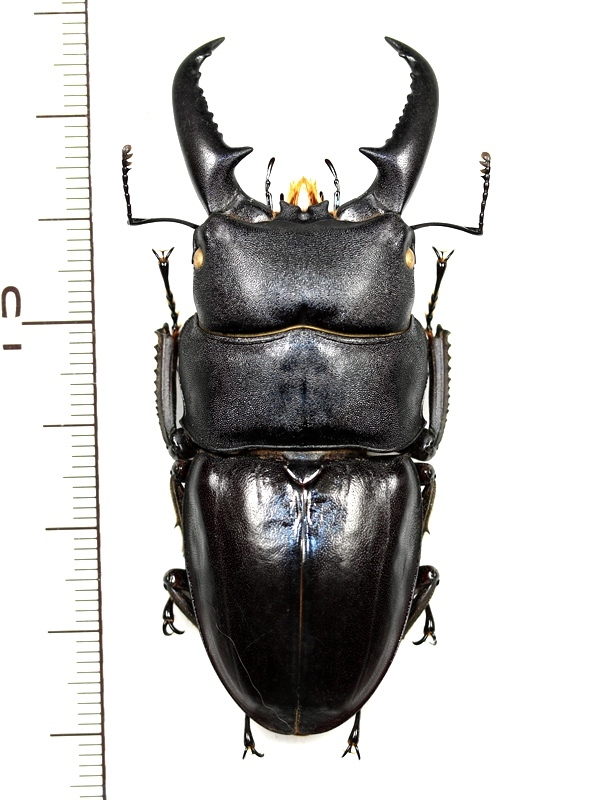 タカラヒラタクワガタ 大型♂67.5mm 宝島 - Insect Islands 〜南の島の