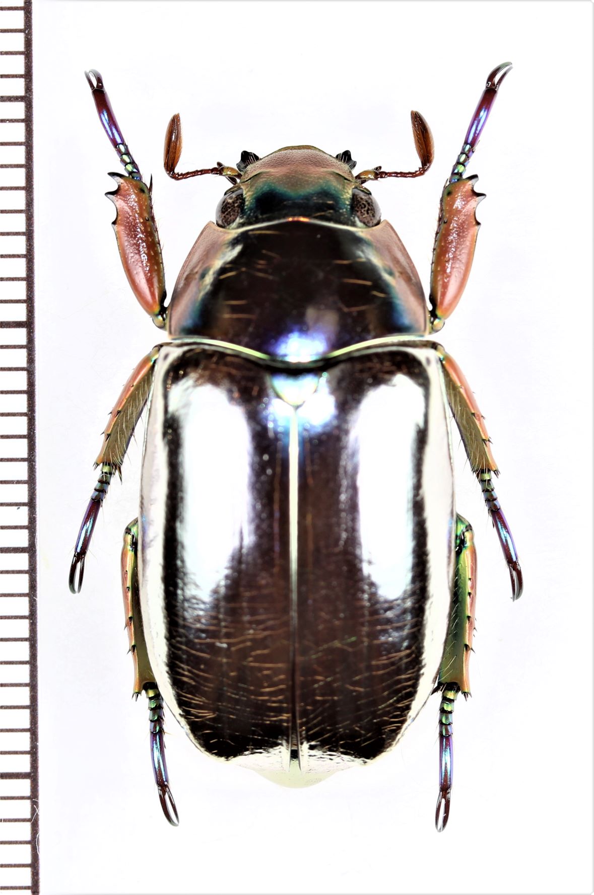 プラチナコガネの一種 Chrysina chrysargyrea コスタリカ - Insect
