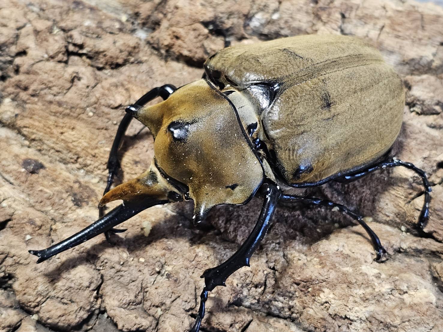 エレファスゾウカブト 120/78 ペア - INSECT SHOP 美咲