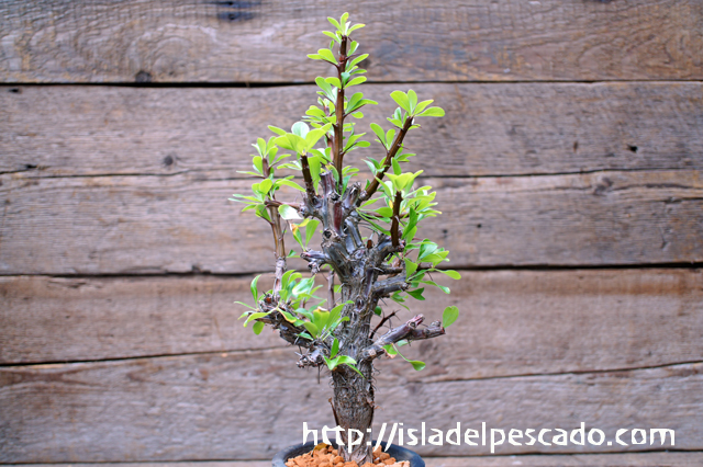 isla del pescado - Fouquieria formosa-フォークイエリア・フォルモサ