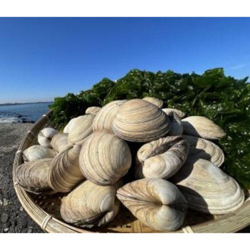 ☆生鮮☆ 愛知県名産!!大あさり ウチムラサキガイ |業務用食材卸売