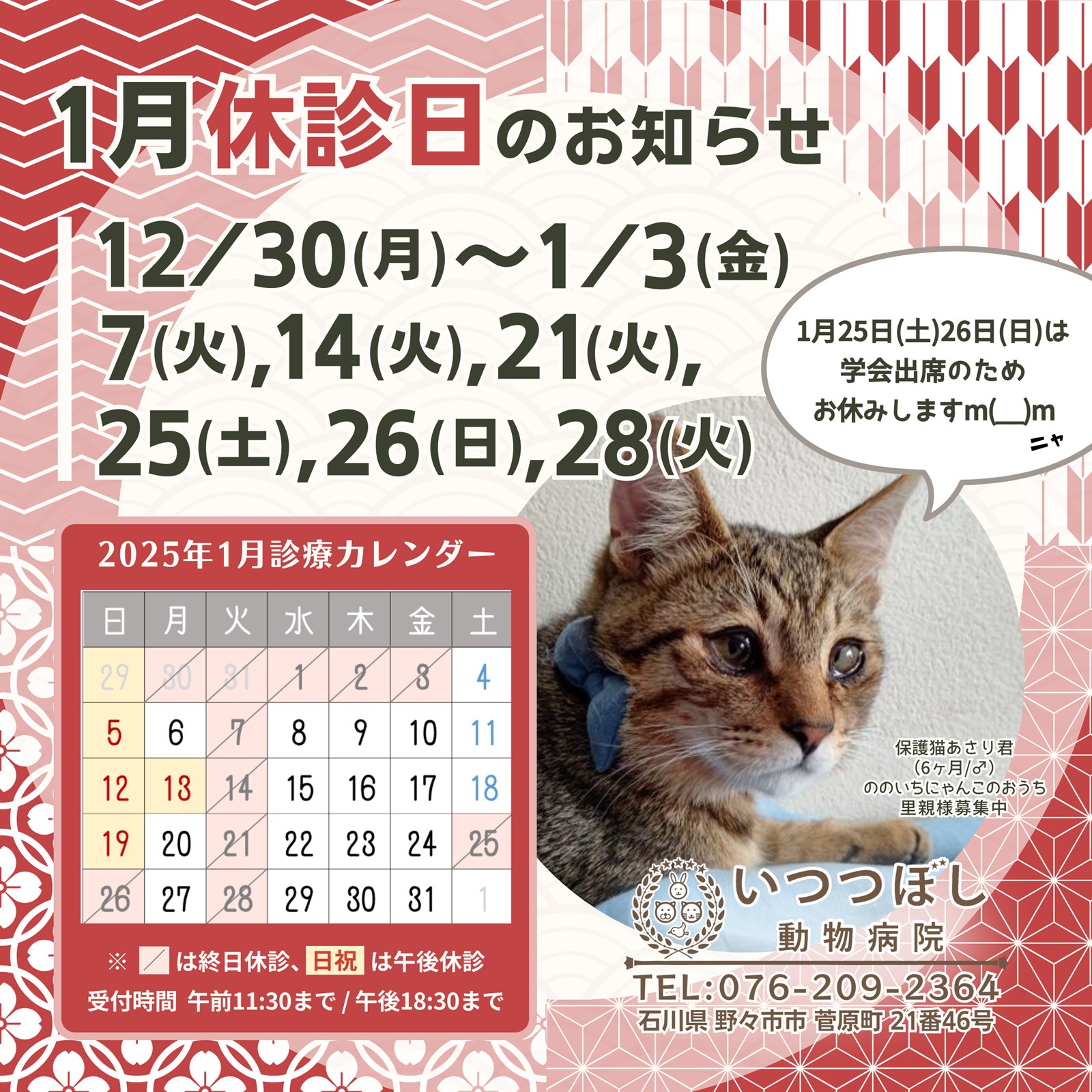 2/23里親様決定！石川県野々市市の「ののいちにゃんこのおうち」様より