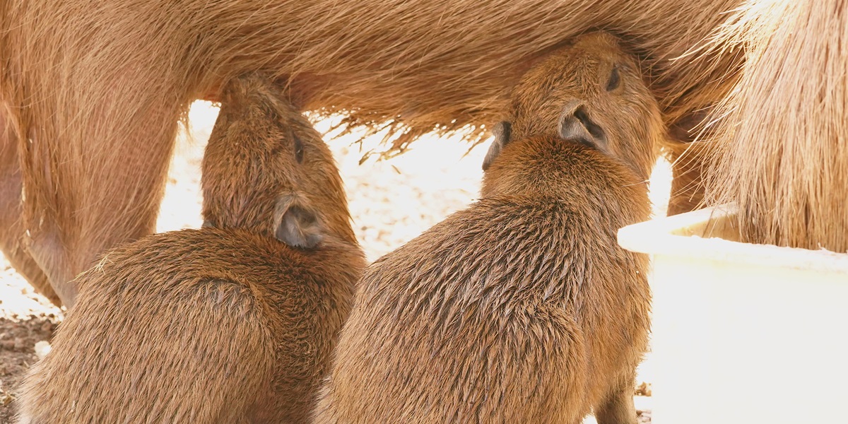 アニマルパラダイス360初」カピバラの赤ちゃん誕生｜伊豆アニマル