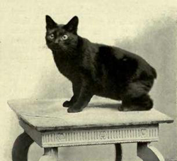 JCC | ジャパンコインキャビネット / マン島 1988年 プルーフ金貨5枚