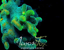 WWC CONTRABAND MONTIPORA DIGI – Jason Fox Signature Corals