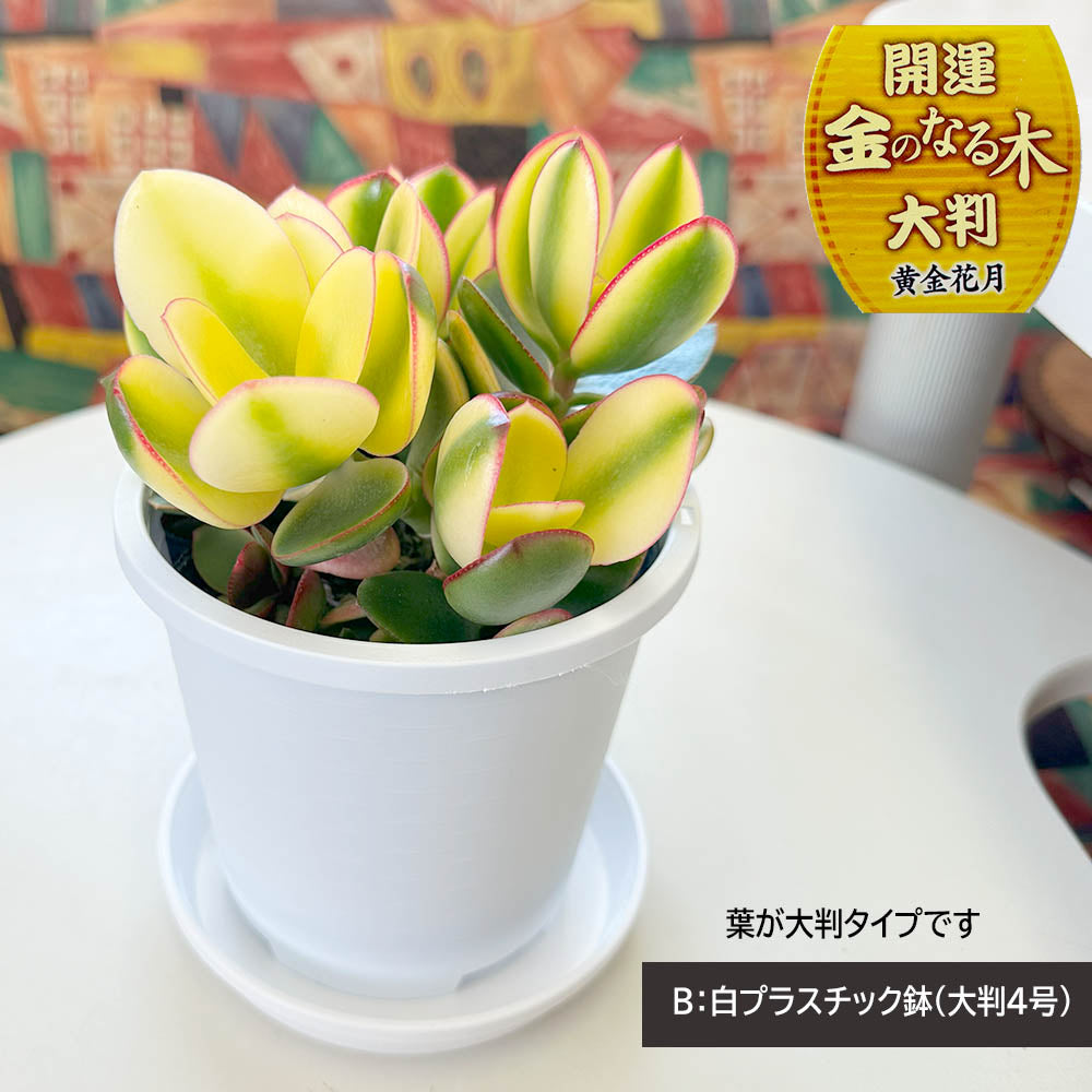 宝石のような観葉植物のお店 【Jewelry Plant】 金のなる木 斑入り 白