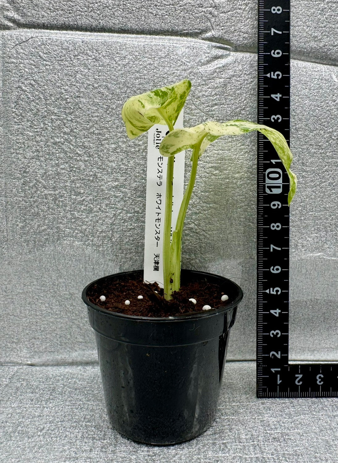 モンステラ デリシオーサ ホワイトモンスター 天津蘭 斑入り 希少種