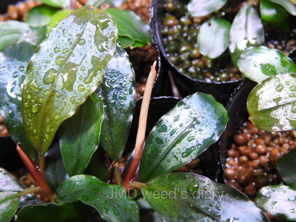 ブセファランドラsp.メロン🍈Bucephalandra sp.melon🌱ブセの水上管理
