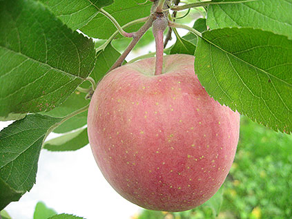 りんご | 福島市 かんの果樹園