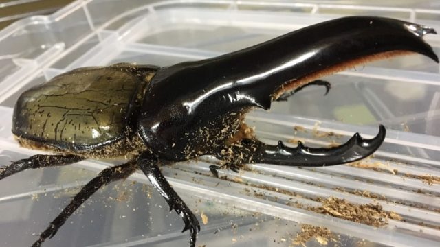 C68メテオ｜5系種親・血統紹介[ビーラボ ]｜ムシペディア