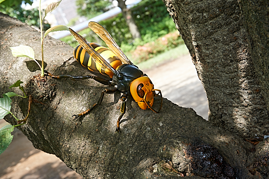 宙を舞う最凶昆虫！ 予約開始の「リボジオ オオスズメバチ」先行
