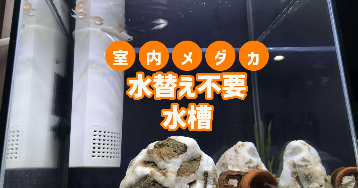 室内でもメダカの水換え不要水槽は実現可能？7ヵ月目に限界。 | 九州