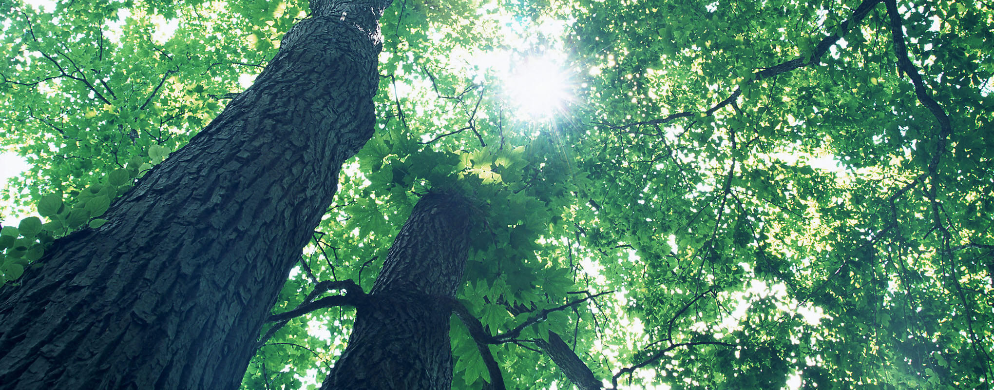 森シリーズ｜変わり続ける谷口｜株式会社谷口