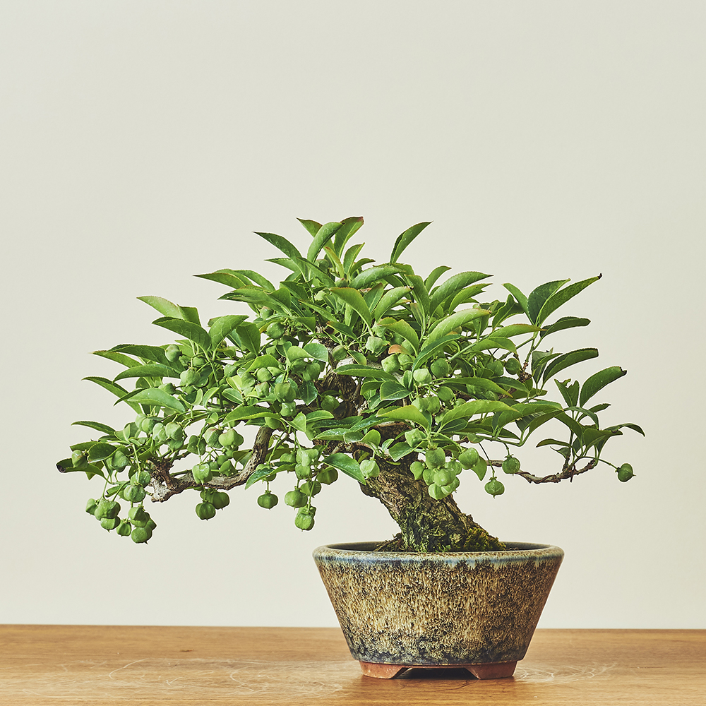 真弓（マユミ）荒皮性 / 盆栽、多肉植物、塊根植物、観葉植物通販