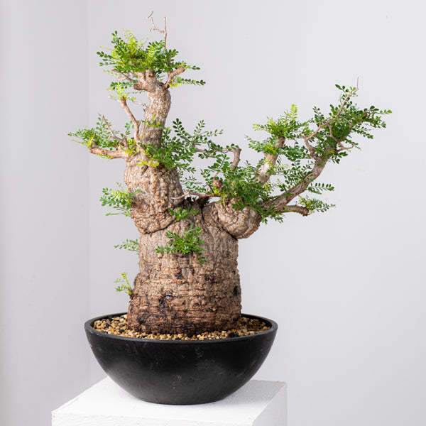 オペルクリカリア・パキプス / OPERCULICARYA PACHYPUS – KOMO