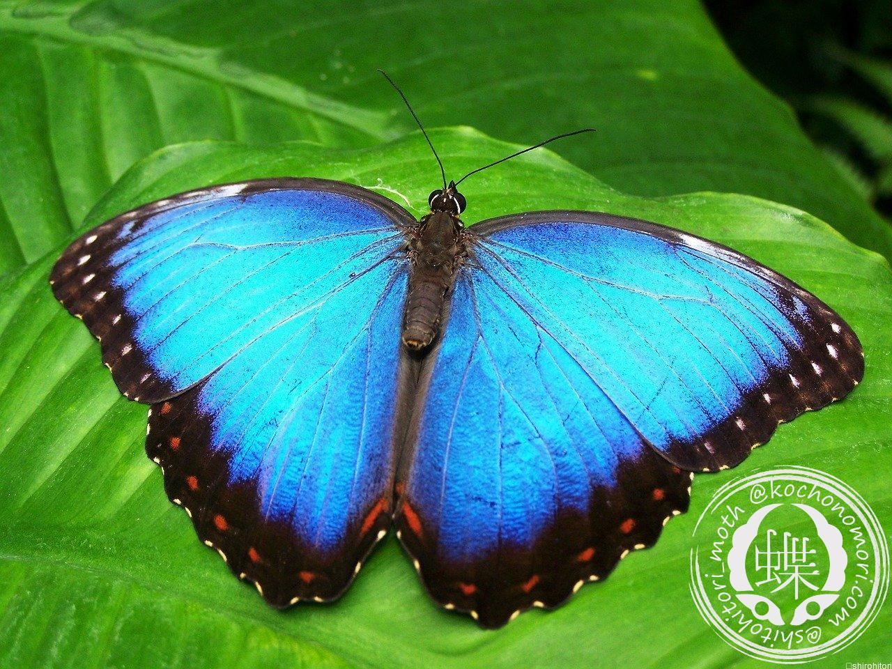 ペレイデスモルフォ - 胡蝶の杜