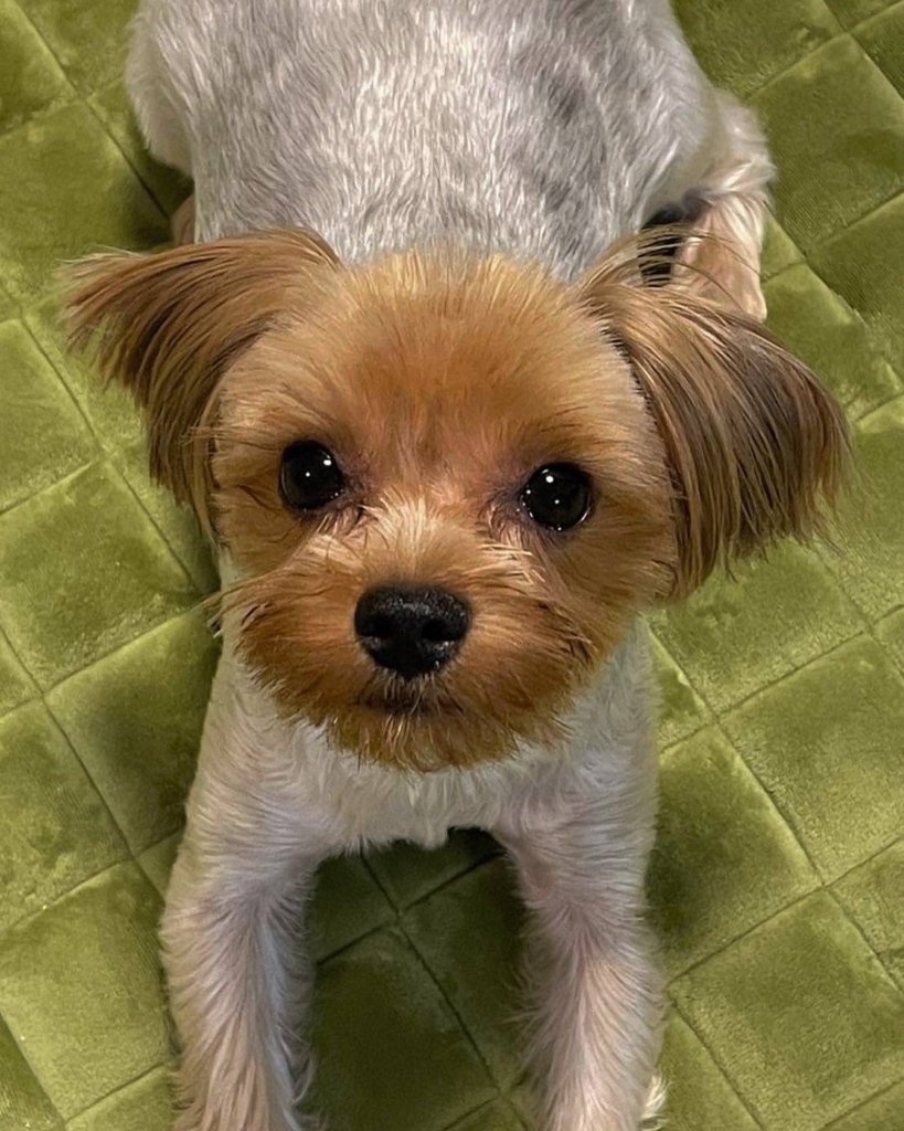 むぎ（ヨークシャー・テリア） – 一般社団法人アニマルセラピーこころ
