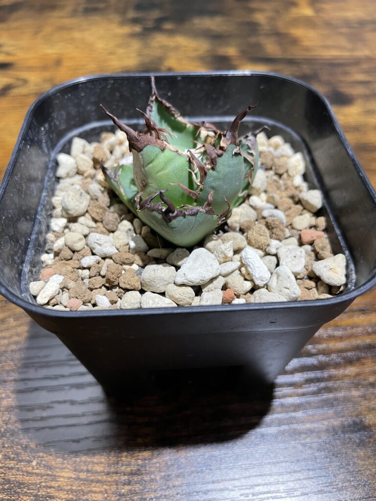 アガベ最速育成】子株から中株までの育て方 |