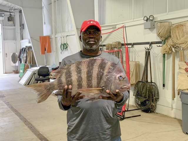 Georgia man reels in record-tying14-pound sheepshead fish