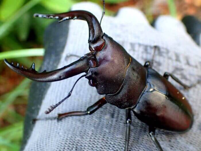 クワガタ野外採集記（昆虫採集記）2018年【No.22】佐賀の友人と採集 Ⅱ