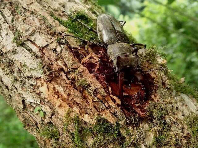 クワガタ野外採集記（昆虫採集記）2024年【No.8】今シーズン初の